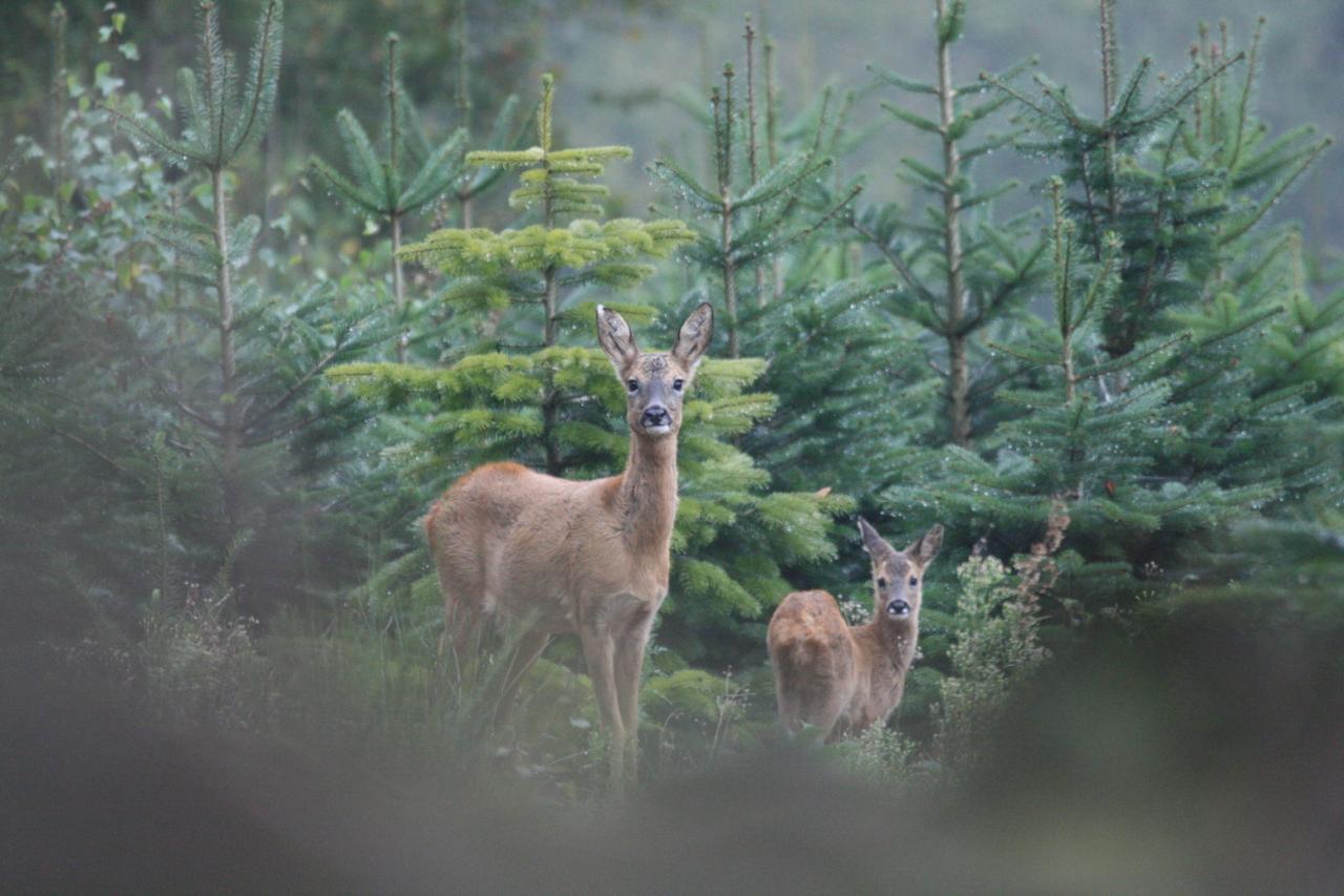 bambi