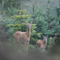 bambi