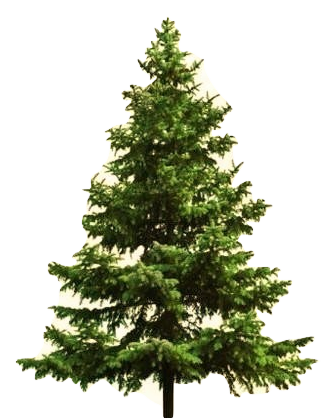 Les Sapins d'Avrechy (oise)